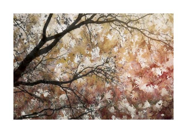 Sea Of Flowers