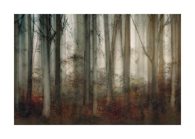 Autumn Light