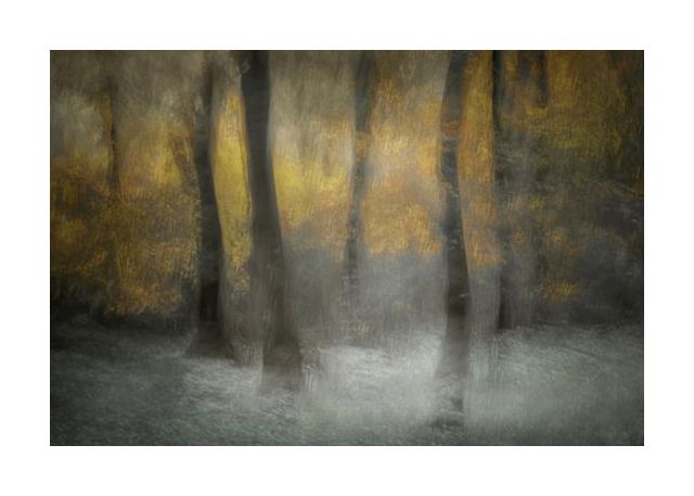 Dancing Trees
