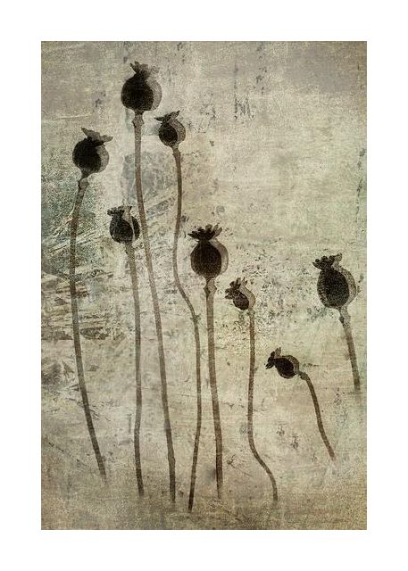 Poppy Seedlings