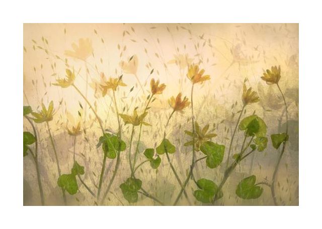 Sunny Flowers