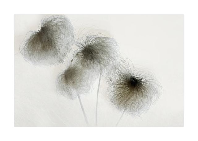 Clematis