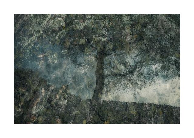 Rocks And A Tree