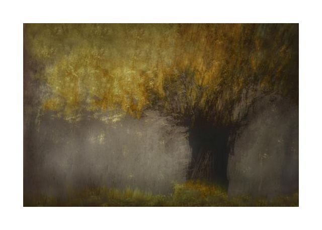 Pollard Willow