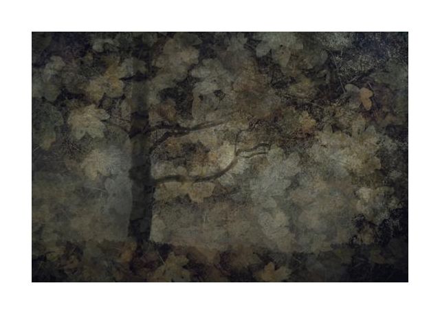 Dark Forest