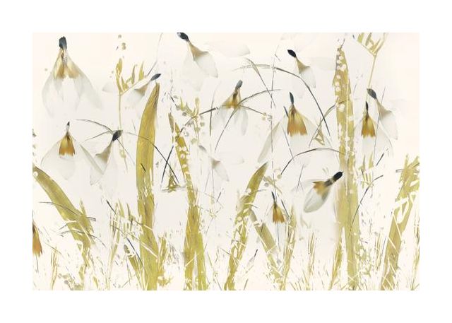 Snowdrops