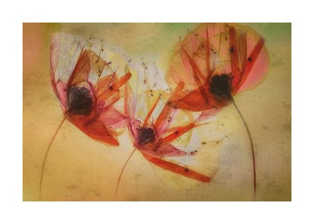 Poppy Seeds
