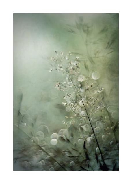 Grasses