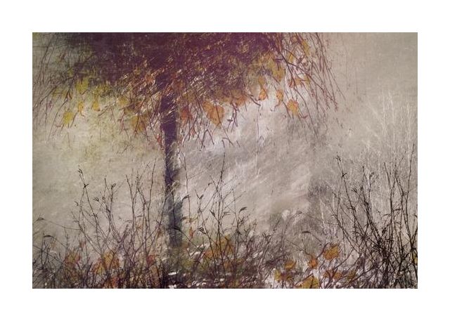 The Birch