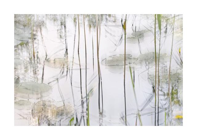Lily Leaves