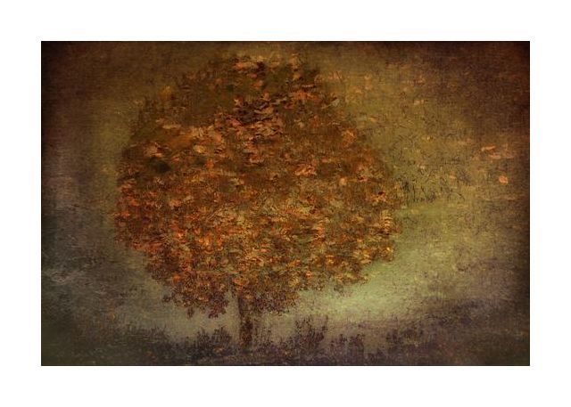 Autumn Tree