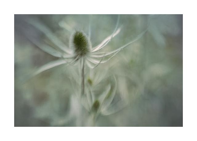 Teasel