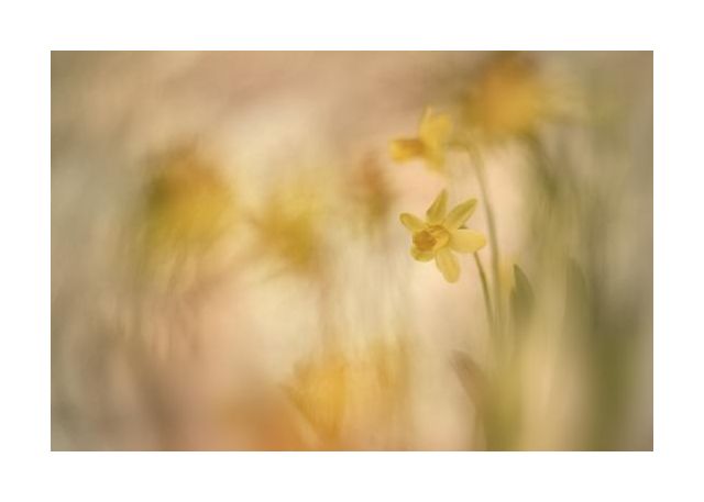 Daffodils