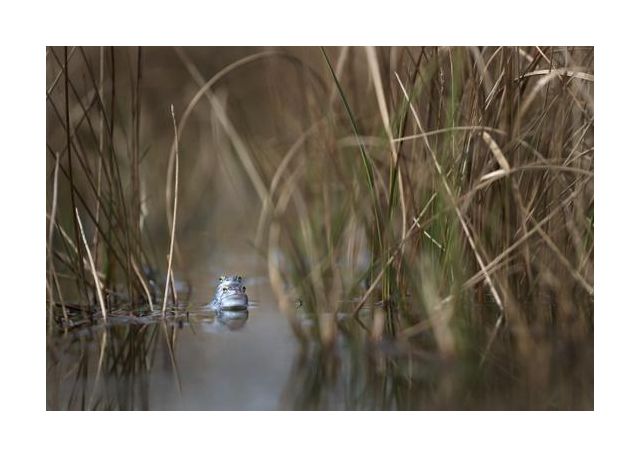 Two Frogs