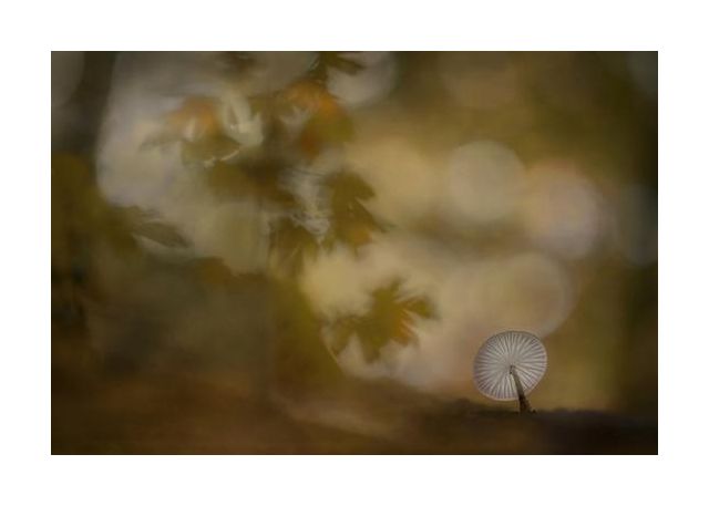 Autumn Atmosphere