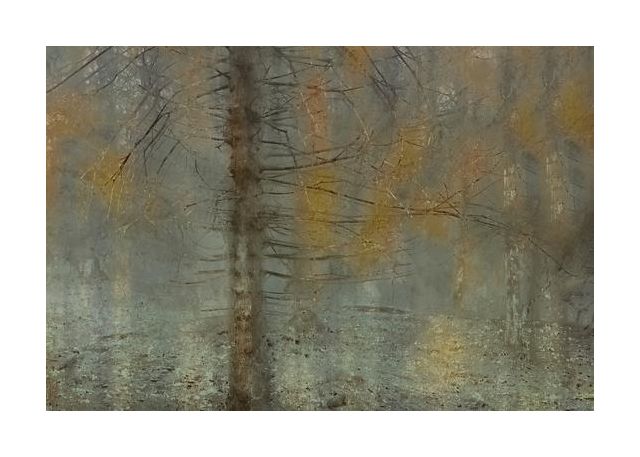 Pine Tree