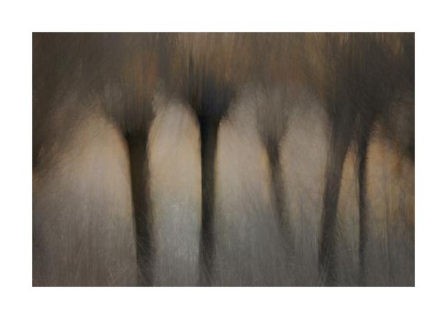 Pollard Willows