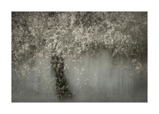 White Blossom