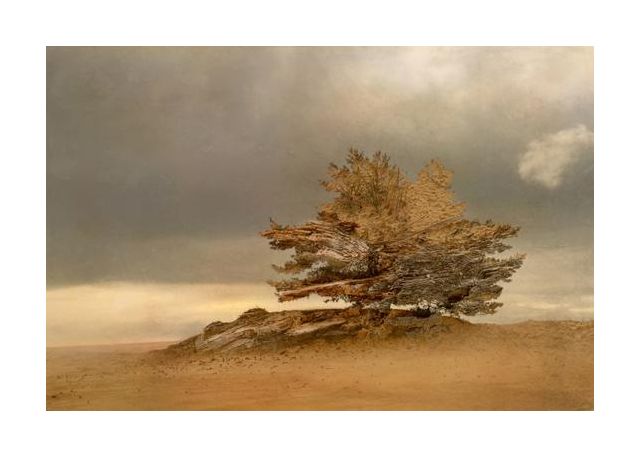 Pine And Dunes