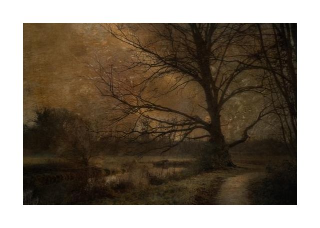 Old Tree