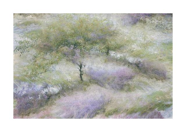 Flowering Heather