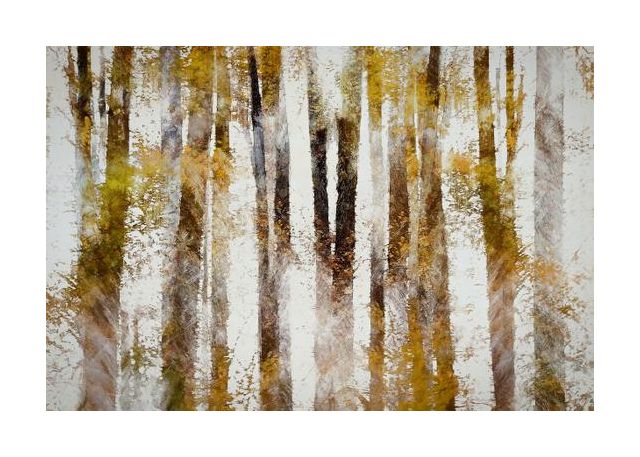 Beech In Autumn