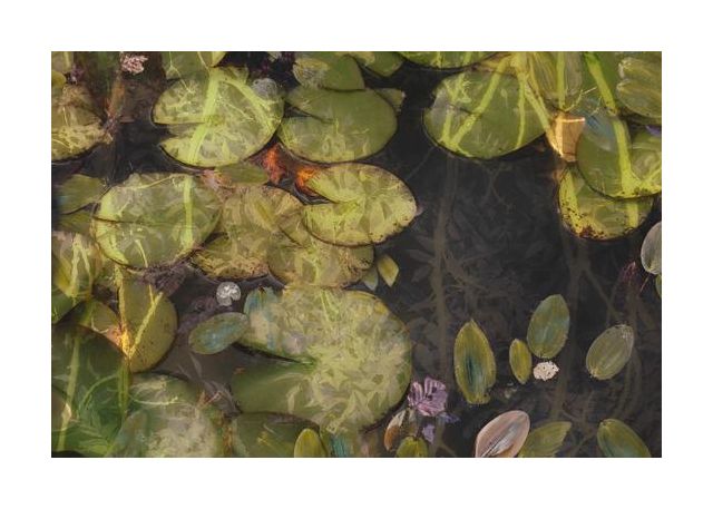 Pond Plants